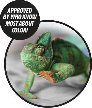 img-chameleon